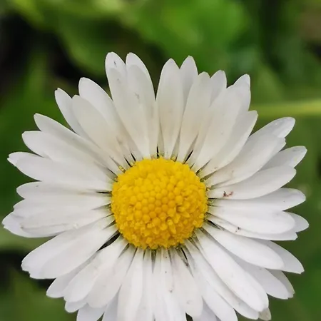 L'ulivo *